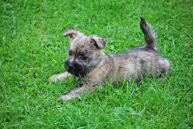 Fynn als Welpe 058.jpg